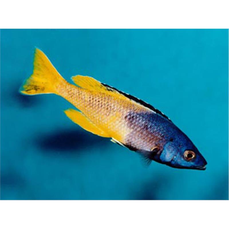 Cyprichromis lept. kitumba jumbo - imagine 4